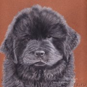 Превью фото № 195166