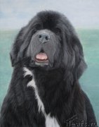 Превью фото № 195174