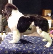 Превью фото № 195188