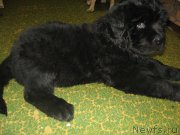 Превью фото № 195193