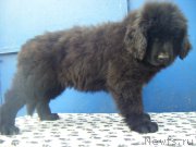 Превью фото № 195258