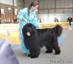 Превью фото № 19526