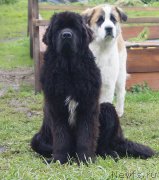 Превью фото № 195325