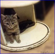 Превью фото № 195328