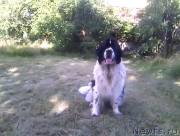 Превью фото № 195394