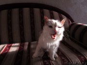 Превью фото № 195451