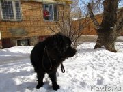 Превью фото № 195452