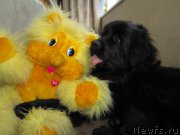 Превью фото № 195456