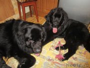 Превью фото № 195511