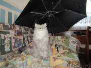 Превью фото № 195512