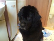 Превью фото № 195525