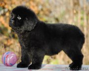 Превью фото № 195584