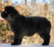 Превью фото № 195585