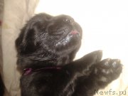 Превью фото № 195623