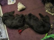 Превью фото № 195658