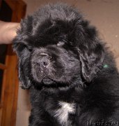 Превью фото № 195676