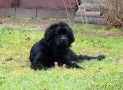 Превью фото № 195691