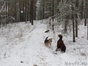 Превью фото № 195699