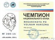 Превью фото № 195706