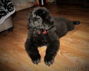 Превью фото № 195729