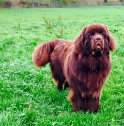 Превью фото № 195754