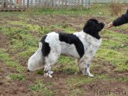 Превью фото № 195850