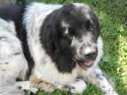 Превью фото № 195851