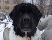 Превью фото № 195904