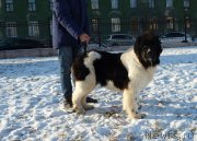 Превью фото № 195916