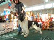 Превью фото № 195917