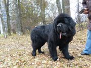 Превью фото № 195920