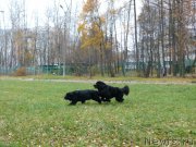 Превью фото № 195922