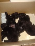 Превью фото № 195965