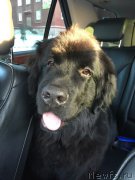 Превью фото № 195978