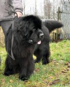 Превью фото № 195994