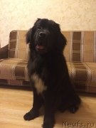 Превью фото № 195999