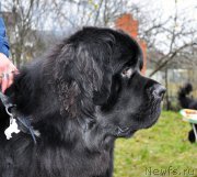 Превью фото № 196024