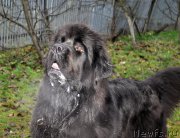 Превью фото № 196031