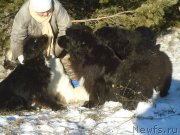 Превью фото № 196092