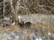 Превью фото № 196102