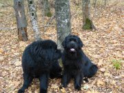 Превью фото № 196223