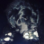 Превью фото № 196230