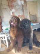 Превью фото № 196264