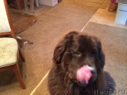 Превью фото № 196285