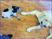 Превью фото № 196291