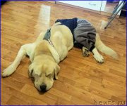 Превью фото № 196292