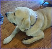 Превью фото № 196294