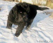 Превью фото № 196310