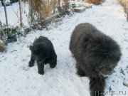 Превью фото № 196311