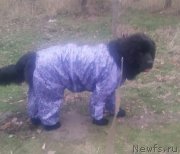 Превью фото № 196359